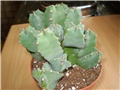 euphorbia